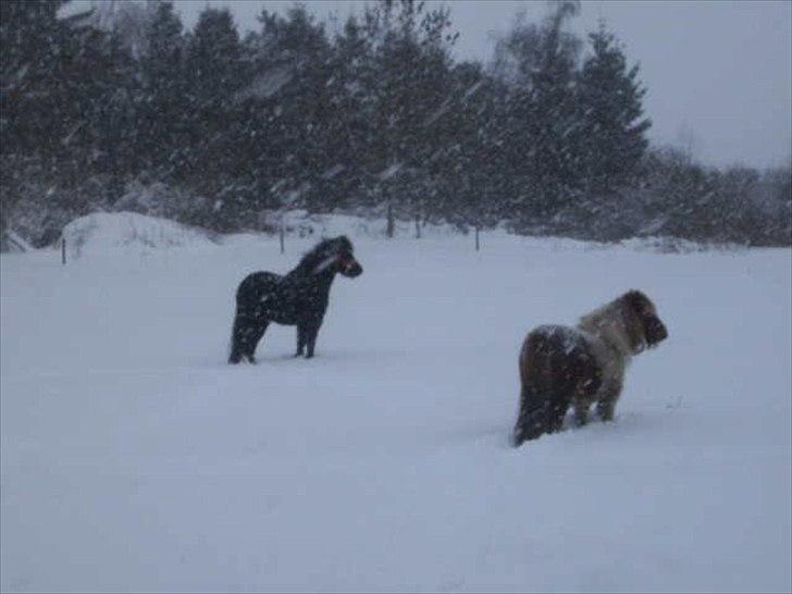 Anden særlig race Debbi ..  - Dejligt og nyde alt den kolde sne. billede 7