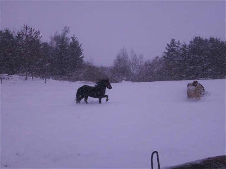 Anden særlig race Debbi ..  - Også løber vi lige engang til. billede 8