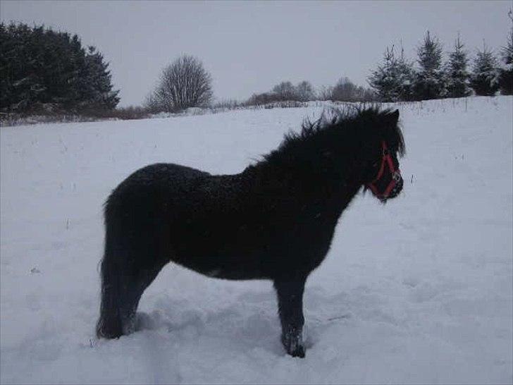 Anden særlig race Debbi ..  - Nu er jeg godt nok træt efter alt det løb. billede 9