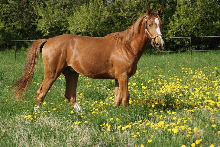 Anden særlig race Charlatan <3 - Charlatan 2 år. Første dag på sommergræs hjemme ved mig :-D Skønt at have ham så tæt på!  billede 4