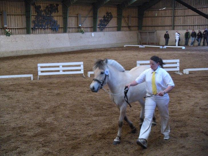 Fjordhest Isabella Strødam - Plagskue 2011 nr 2/4 8888 8 Isabella Strødam  2 år billede 12