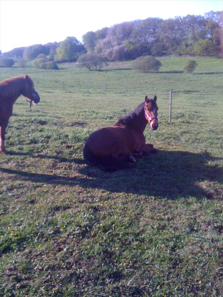 Anden særlig race Pick Pack - Velkommen til Pick Packs profil.  billede 1