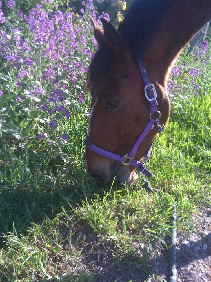 Anden særlig race Pick Pack billede 2