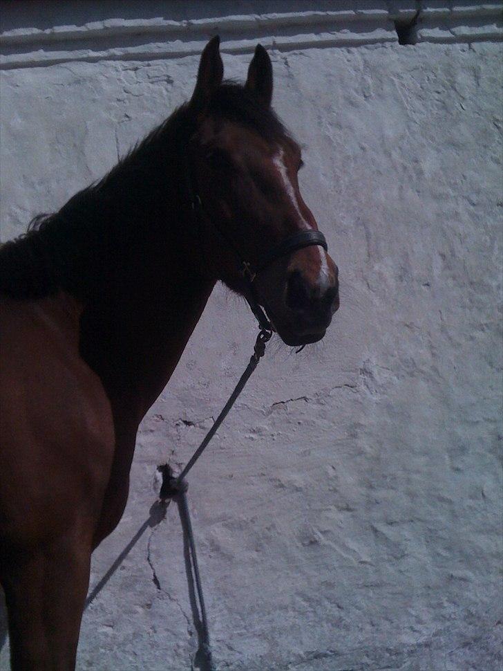 Anden særlig race Pick Pack - Pick Pack  billede 3