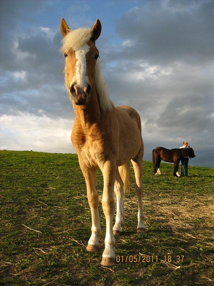 Haflinger Anton Stenbek billede 7