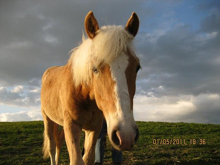 Haflinger Anton Stenbek billede 8