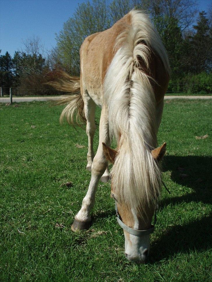 Haflinger Carl billede 12