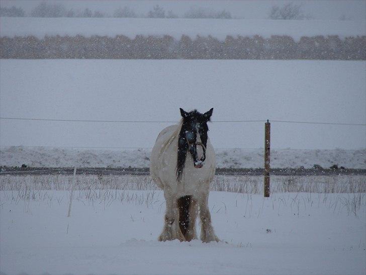 Irish Cob Zavanna billede 6