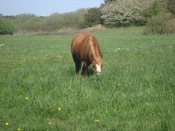 Anden særlig race Solaima billede 1