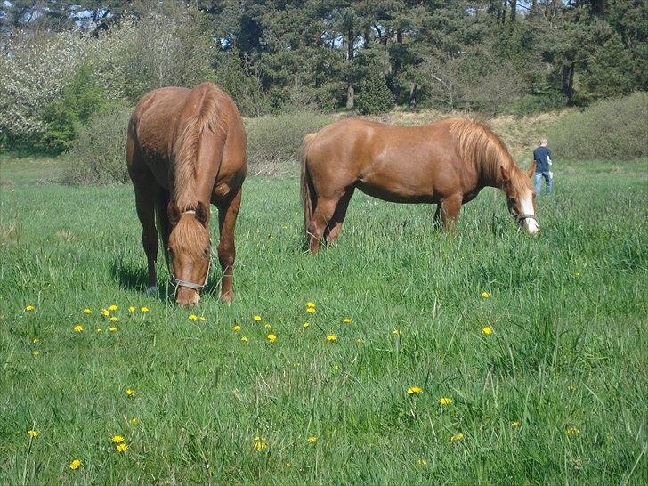Anden særlig race Solaima billede 2