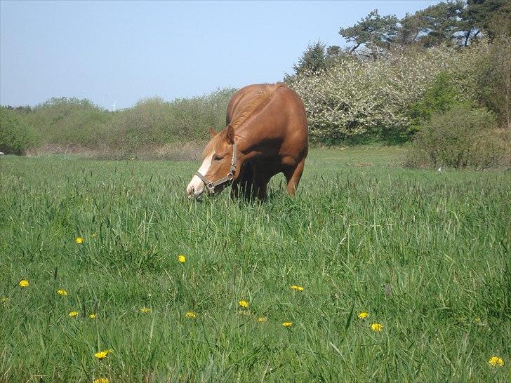 Anden særlig race Solaima billede 3