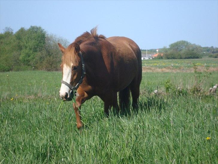 Anden særlig race Solaima billede 4