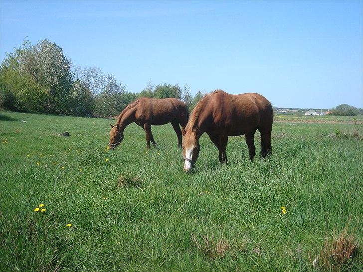 Anden særlig race Solaima billede 5