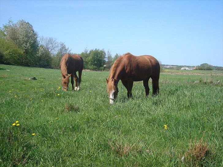 Anden særlig race Solaima billede 6
