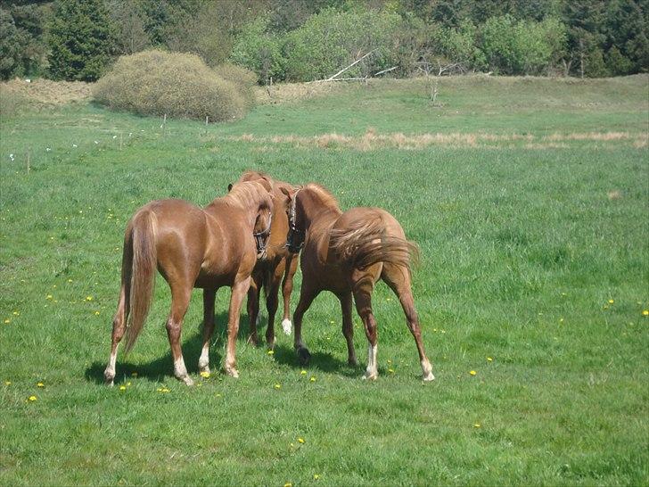 Anden særlig race Solaima billede 7