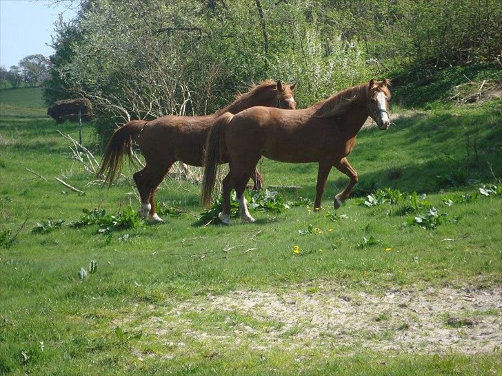 Anden særlig race Solaima billede 8