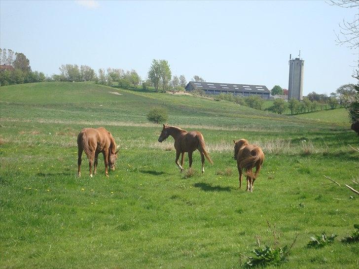 Anden særlig race Solaima billede 9