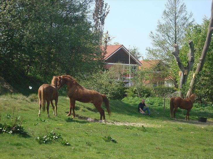 Anden særlig race Solaima billede 10
