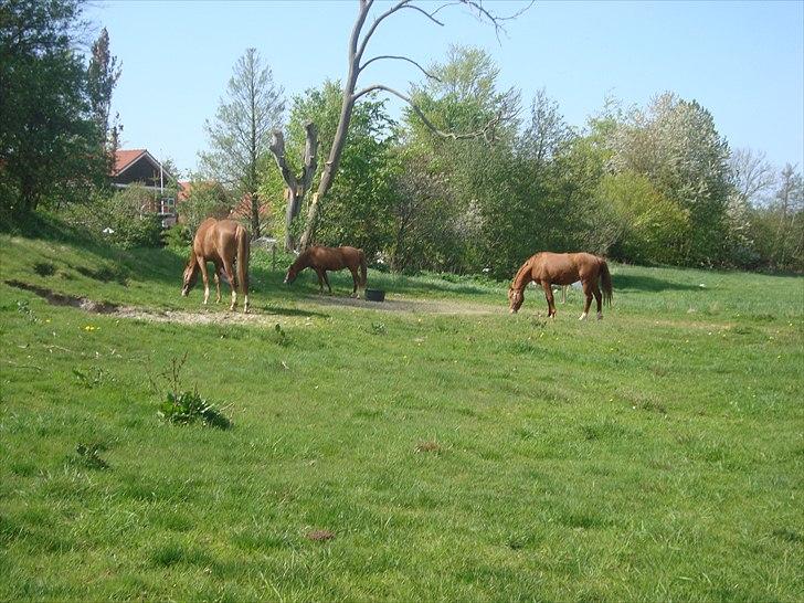 Anden særlig race Solaima billede 11