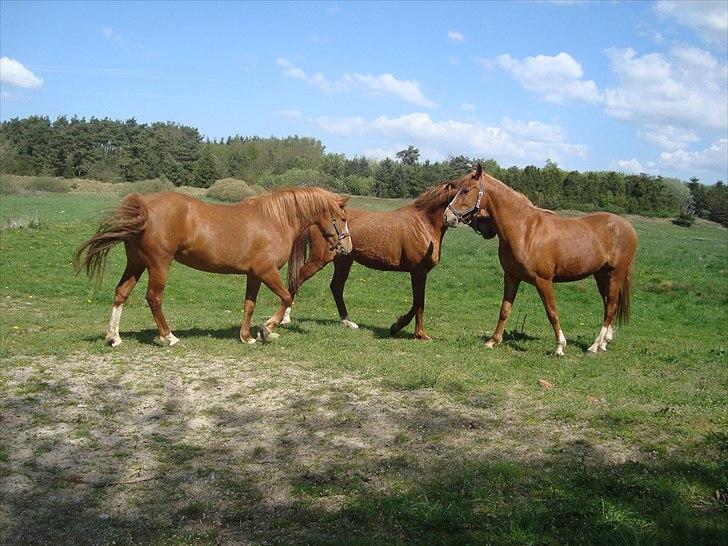 Anden særlig race Solaima billede 12
