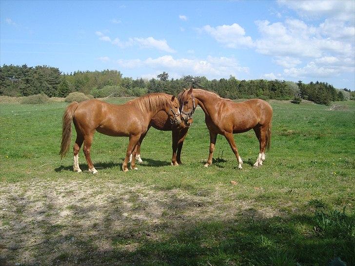 Anden særlig race Solaima billede 13