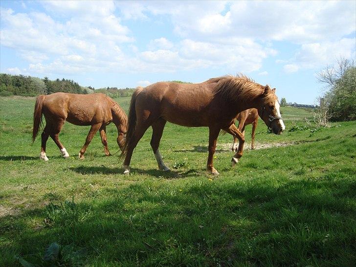 Anden særlig race Solaima billede 14