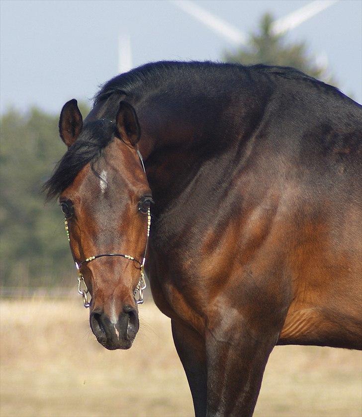Arabisk fuldblod (OX) Poster - Foto: Alina Arabians billede 2