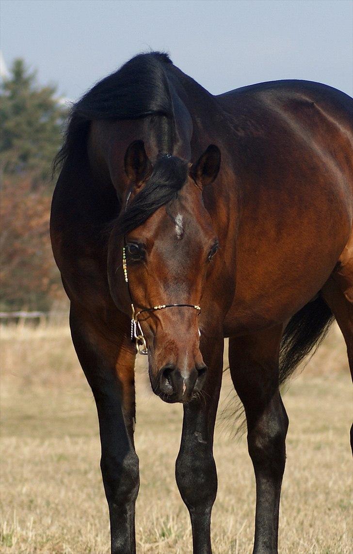 Arabisk fuldblod (OX) Poster - Foto: Alina Arabians billede 3