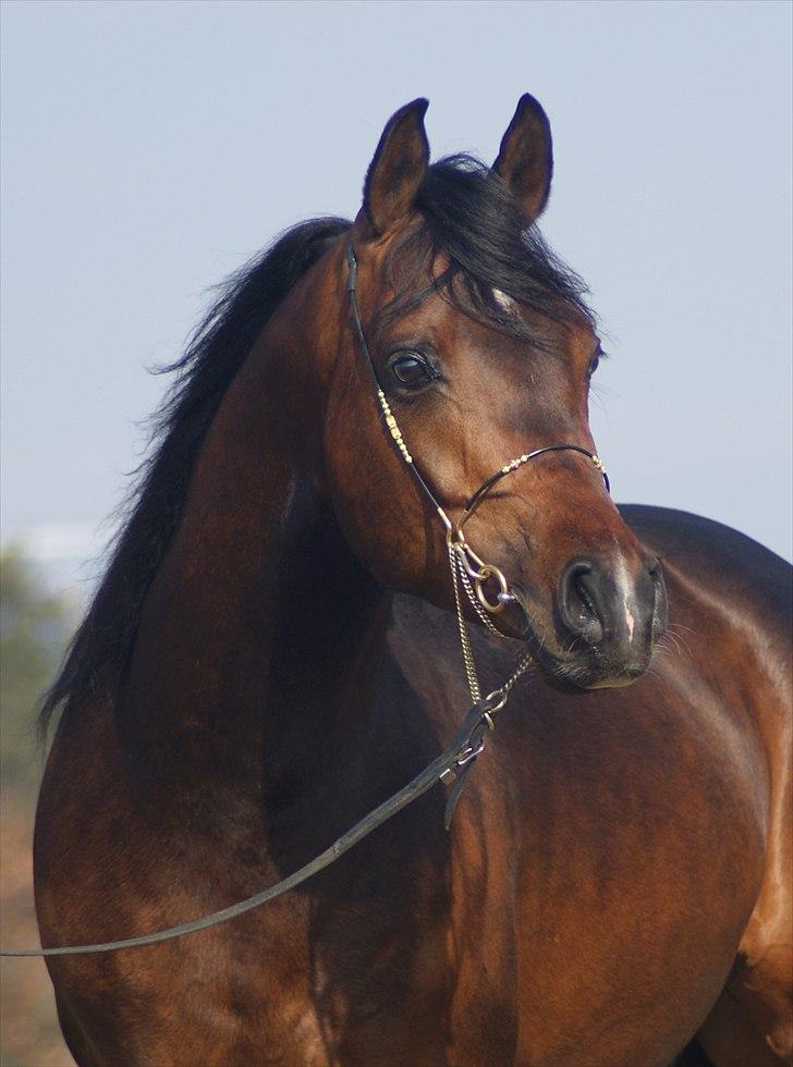 Arabisk fuldblod (OX) Poster - Foto: Alina Arabians billede 4
