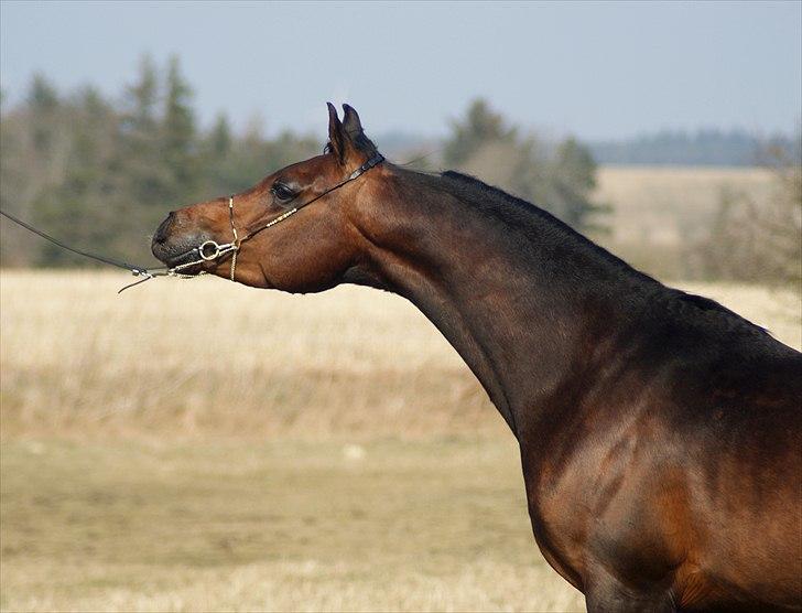 Arabisk fuldblod (OX) Poster - Foto: Alina Arabians billede 8