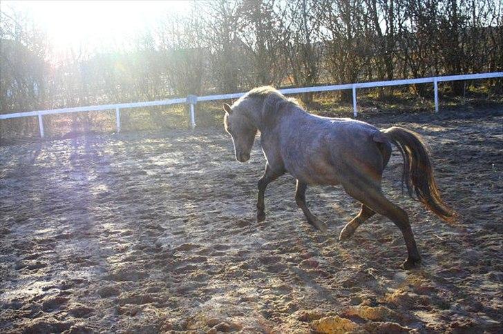 Welsh Mountain (sec A) Lærkegårdens Charm Boy billede 15