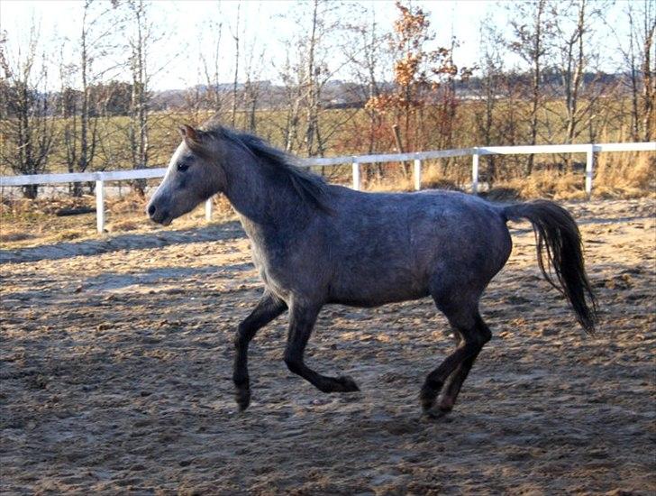 Welsh Mountain (sec A) Lærkegårdens Charm Boy billede 16