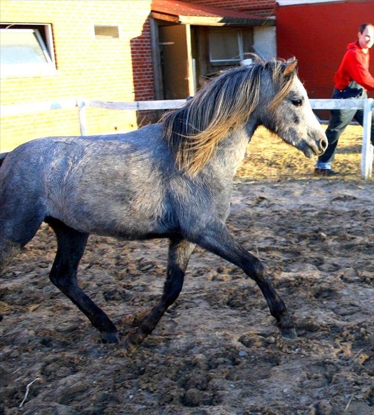 Welsh Mountain (sec A) Lærkegårdens Charm Boy billede 17