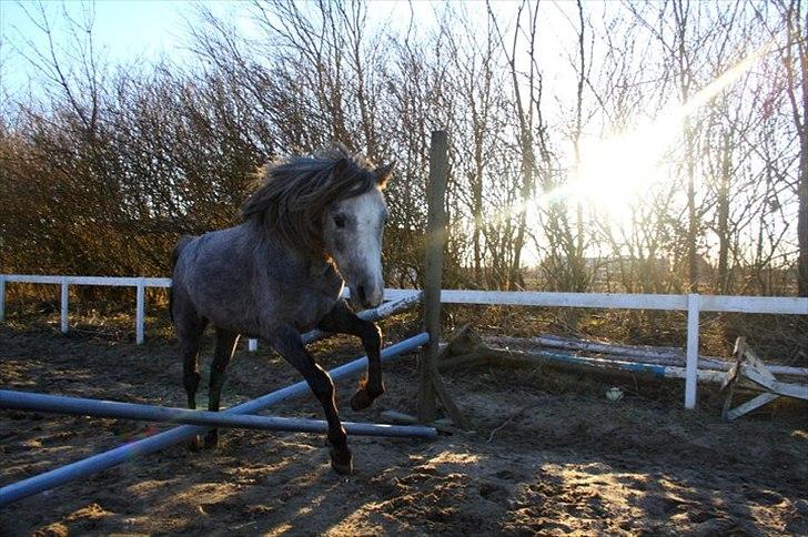 Welsh Mountain (sec A) Lærkegårdens Charm Boy billede 18