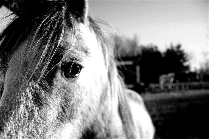 Welsh Mountain (sec A) Lærkegårdens Charm Boy billede 19