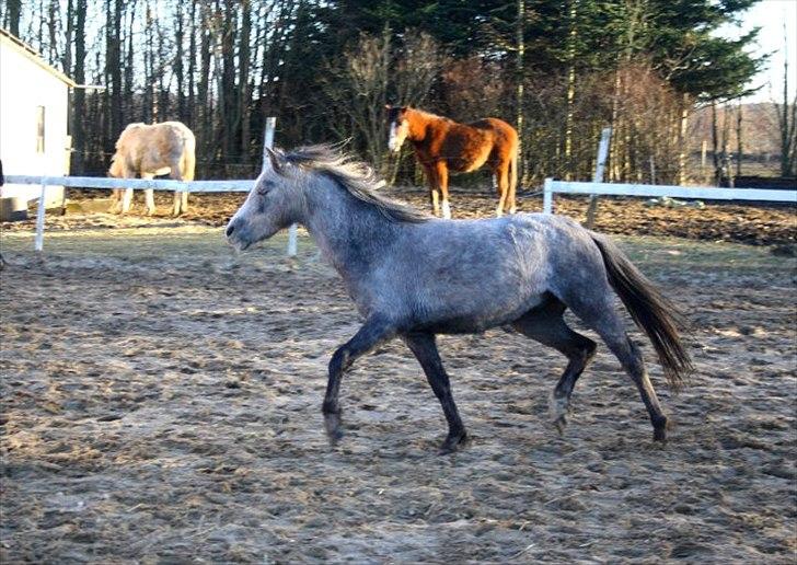 Welsh Mountain (sec A) Lærkegårdens Charm Boy billede 20