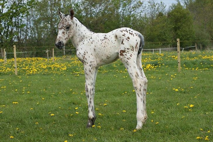 Knabstrupper Dalton's Dot com - 1 dg gammel billede 1