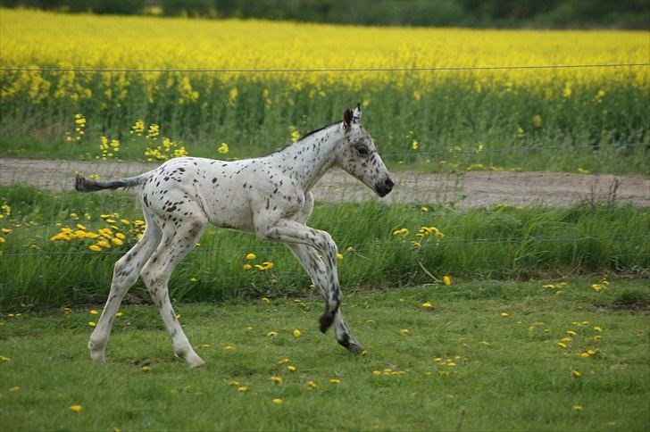 Knabstrupper Dalton's Dot com billede 2