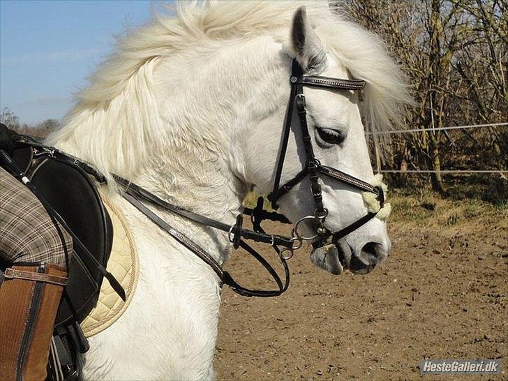 Anden særlig race Joy (Solgt) - Billed 16
 - Med dig kan jeg alting prinsesse!  billede 15