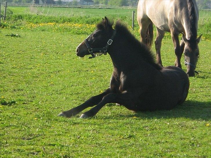 Dansk Varmblod / Sportspony   November Surprise - Baby November på bare ½ år :D billede 26