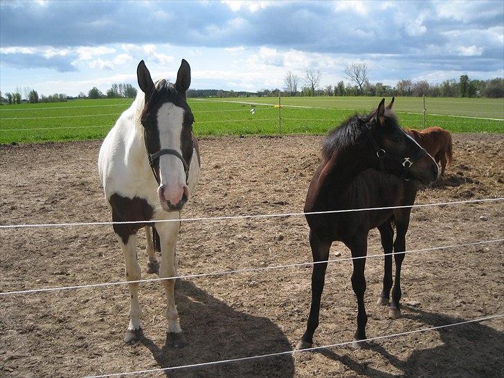 Dansk Varmblod / Sportspony   November Surprise - Novemberog hendes rigtige mor :D billede 27