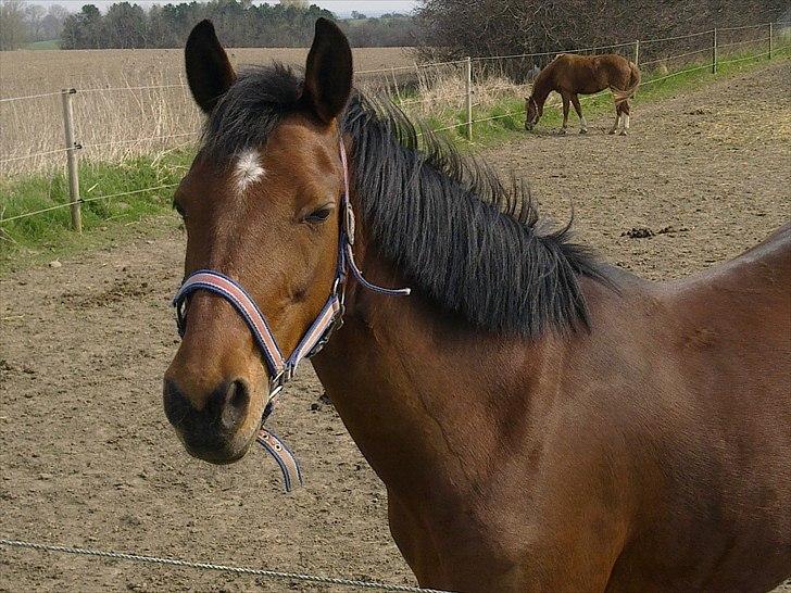 Anden særlig race Dreamcatcher billede 12