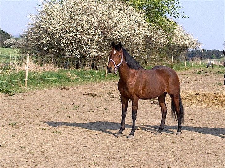 Anden særlig race Dreamcatcher billede 13