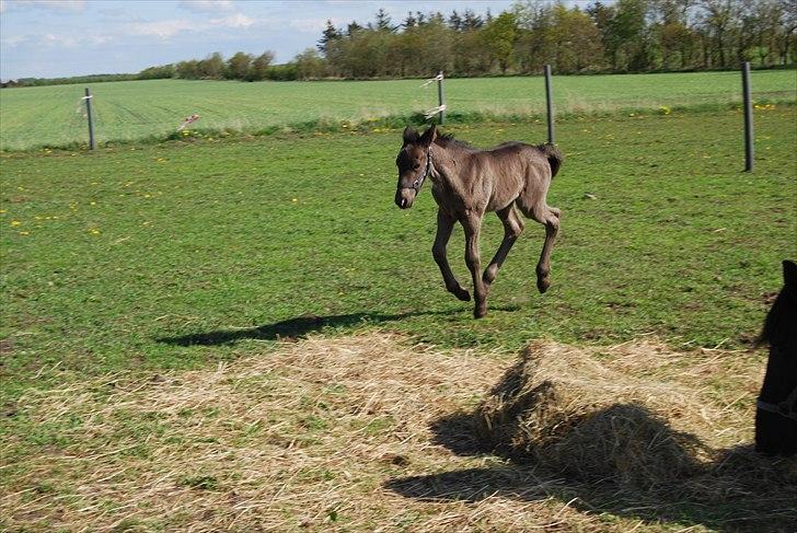 Barockpinto Casapaia Nymark billede 6