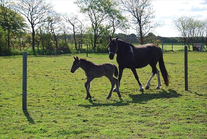 Barockpinto Casapaia Nymark billede 8