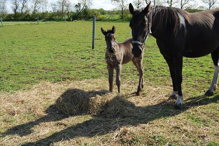 Barockpinto Casapaia Nymark billede 9