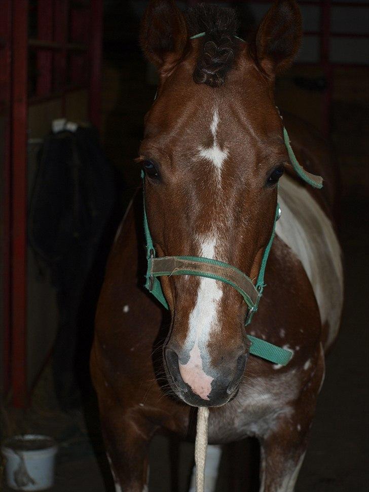 Anden særlig race Sally - Sally, som er ved at blive gjort klar til kvadrille opvisning. billede 6