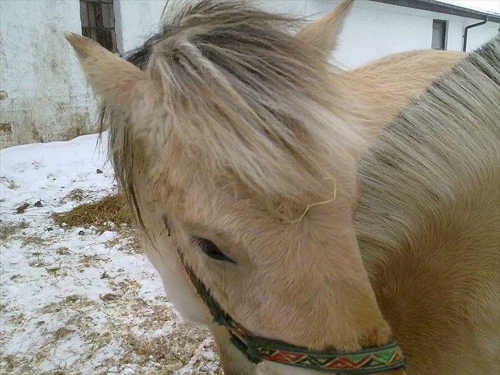 Fjordhest | Cirkeline SOLGT-Savnet!<3 *Farvel min skat* - Cirkeline og Claudia var så tæt knyttede!! :') billede 2