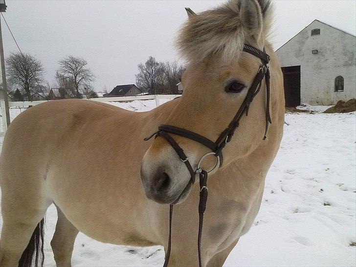 Fjordhest | Cirkeline SOLGT-Savnet!<3 *Farvel min skat* - Cirkelines smukke smukke mor!<3 billede 5