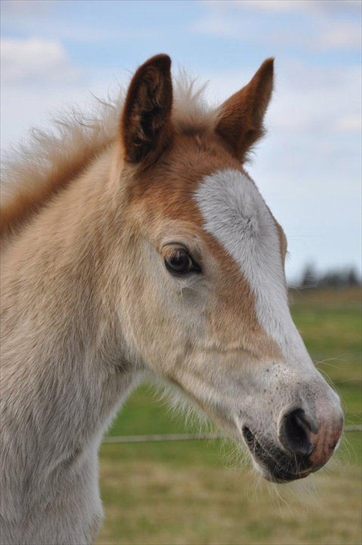 Tyroler Haflinger Atilo billede 10